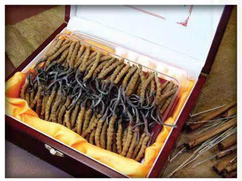 西市冬虫夏草回收